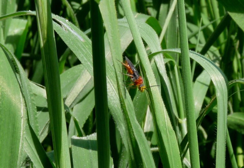 Da identificare - Dolerus etruscus